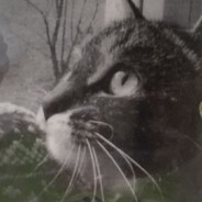 i love u my cat...