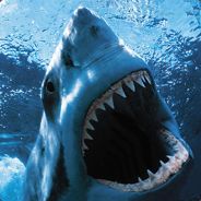Shark