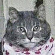 Bobbik Cat