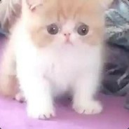 Cat Barsik R.A