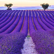 lavanda