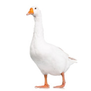 GOOSE