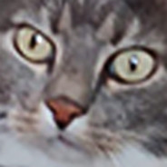pashtet42