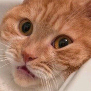 Рыжая Бестия