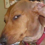 .elegaŋtŋø @bandit