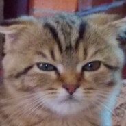 el kito... strongesto