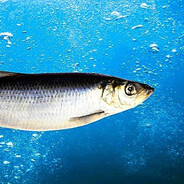 AIR | Селёдка