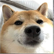 毒品上的猫