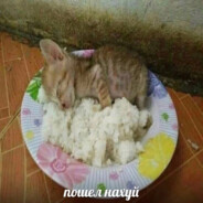 гастончик