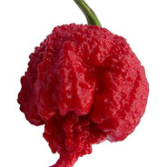 Carolina Reaper