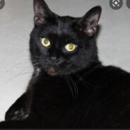 Black cat