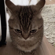 Король фида