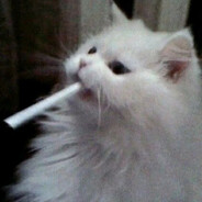 .HQD.