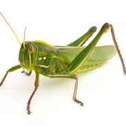 Stripizdik