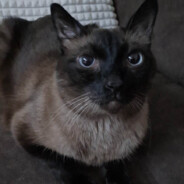 Mikki