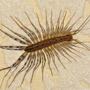 DRYGHINICA
