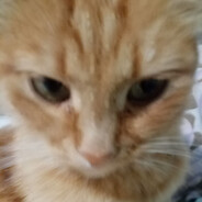 Snowbimer 322 42 52 67