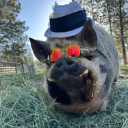 Бычий кашель