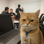котёнок