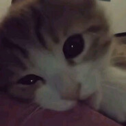 мамут рахал