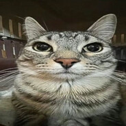 我的猫