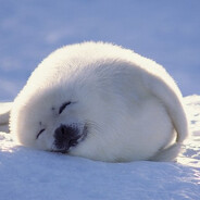 Seal Pup