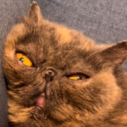 Карманый бильярд