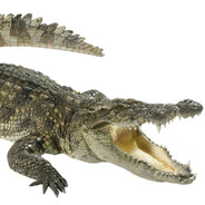 crocodile