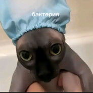 Котик попик