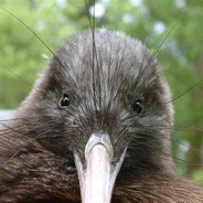 Mr.Kiwi