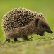 леха памперс