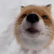 yapodsalyami