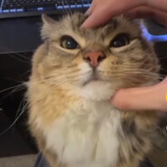 Котэн