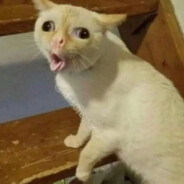 Banan4ik