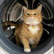◥▶_◀◤Jimi the cat