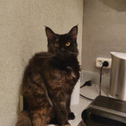 Marsel cat