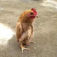 CHICK