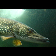 (catfish) ЩУКА
