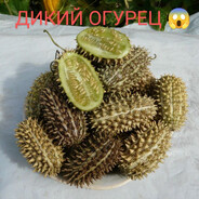 дикий огурецццц