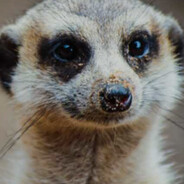 TIMON