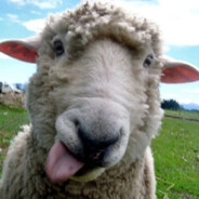 sheep