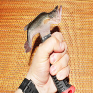 fishhamer
