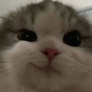 Добрый Кот