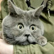 kkkakka