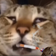 Potpevasnek7777