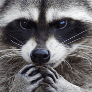 Waschbär