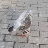 голубь в м пакете