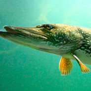 Анальная щука