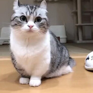 MeowMeow