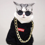 3707 | Кошка